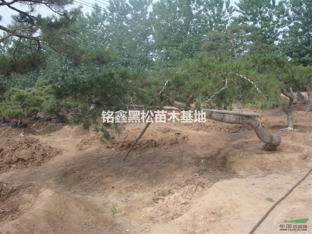 米徑15公分黑松