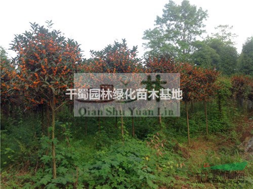供應(yīng)7公分丹桂苗木 丹桂樹形圖片 四川丹桂樹花色 丹桂價(jià)格