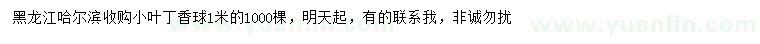 求購(gòu)1米小葉丁香球