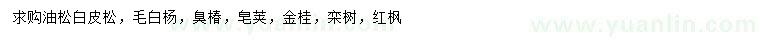 求購油松、白皮松、毛白楊等