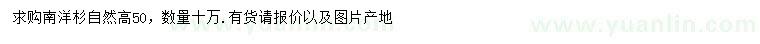 求購高50公分南洋杉