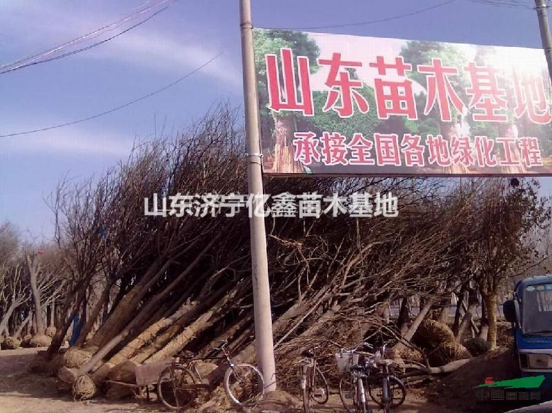 皂角小苗價格