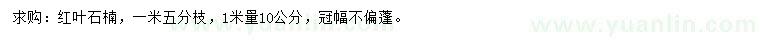 求購1米量10公分紅葉石楠