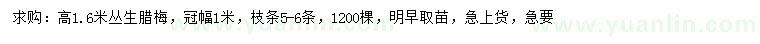 求購(gòu)高1.6米叢生臘梅