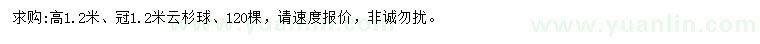 求購高1.2米云杉球