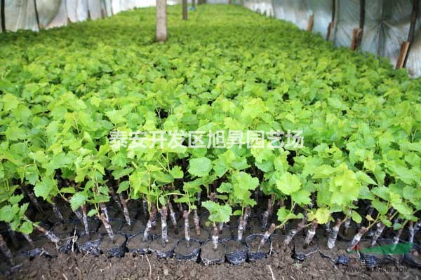 葡萄樹苗供應 種植技術