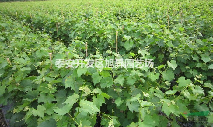 高產(chǎn)葡萄樹(shù)苗栽培技術(shù) 生態(tài)習(xí)性
