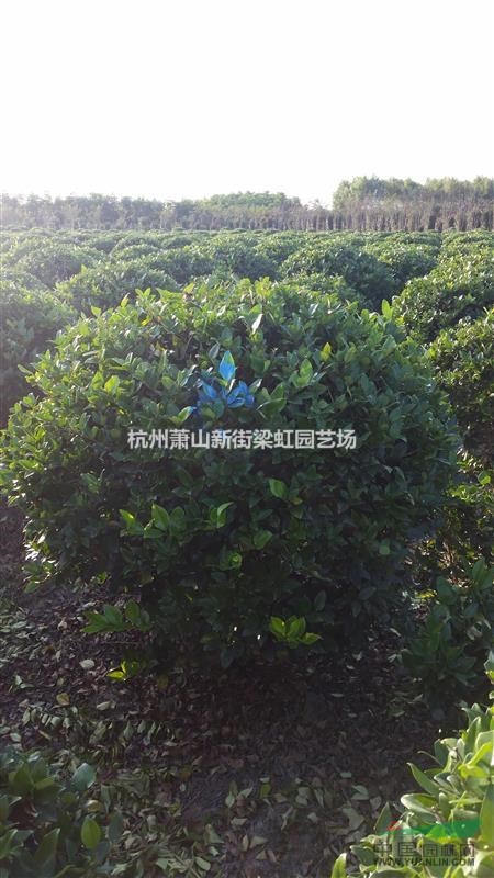 金森女貞球，金森女貞球供應(yīng)，蕭山苗木，2022年金森女貞球價(jià)