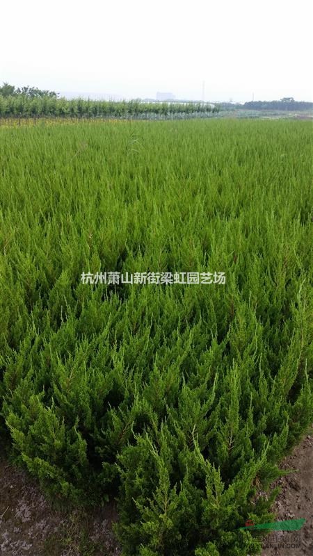 龍柏，龍柏供應，蕭山苗木，2020年龍柏低價格