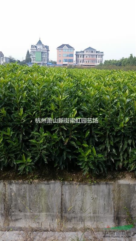 法國(guó)冬青，法國(guó)冬青供應(yīng)，蕭山苗木，2020年法國(guó)冬青低價(jià)格