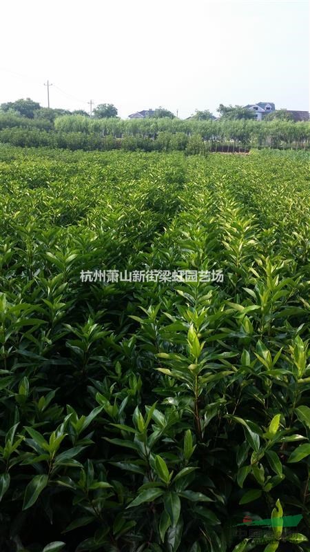 法國(guó)冬青，法國(guó)冬青供應(yīng)，蕭山苗木，2020年法國(guó)冬青低價(jià)格