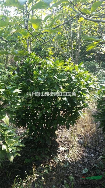 灑金珊瑚球，供應灑金珊瑚球，蕭山苗木，2020年灑金珊瑚球價