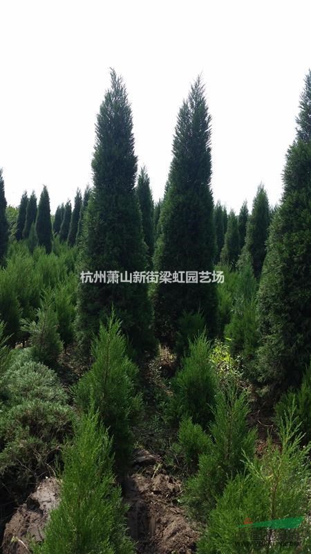 檜柏，檜柏供應，蕭山苗木，2020年檜柏低價格