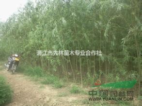 湖北出售3-8公分柳樹，最新柳樹批發(fā)價格多少錢