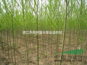 湖北出售3-8公分柳樹，最新柳樹批發(fā)價格多少錢