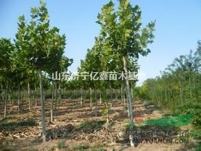 1.5公分皂角小苗價格