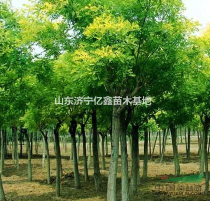 八公分二年冒國(guó)槐樹(shù)價(jià)格
