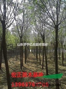 八公分二年冒國(guó)槐樹(shù)價(jià)格