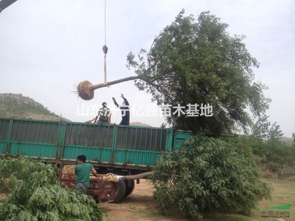 12公分國槐二年冒價格