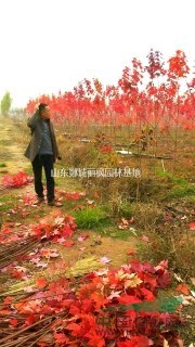 山東秋火焰美國紅楓價格