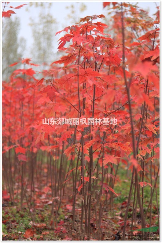 山東秋火焰美國紅楓價格