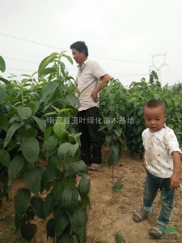 河南地區(qū)大量杜仲樹，杜仲小苗