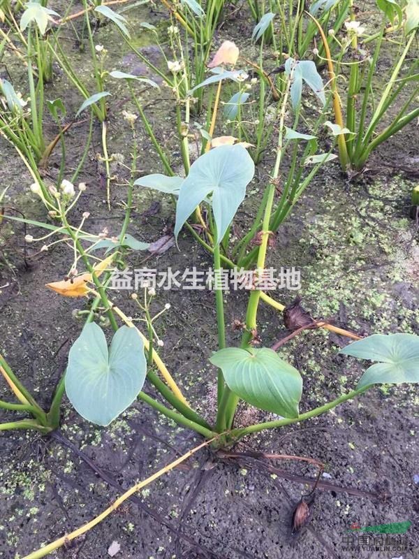 全年提供慈姑