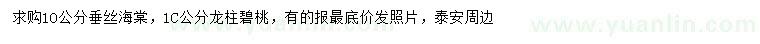 求購10公分垂絲海棠