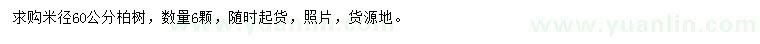 求購米徑60公分柏樹
