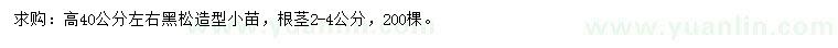 求購高40公分左右造型黑松