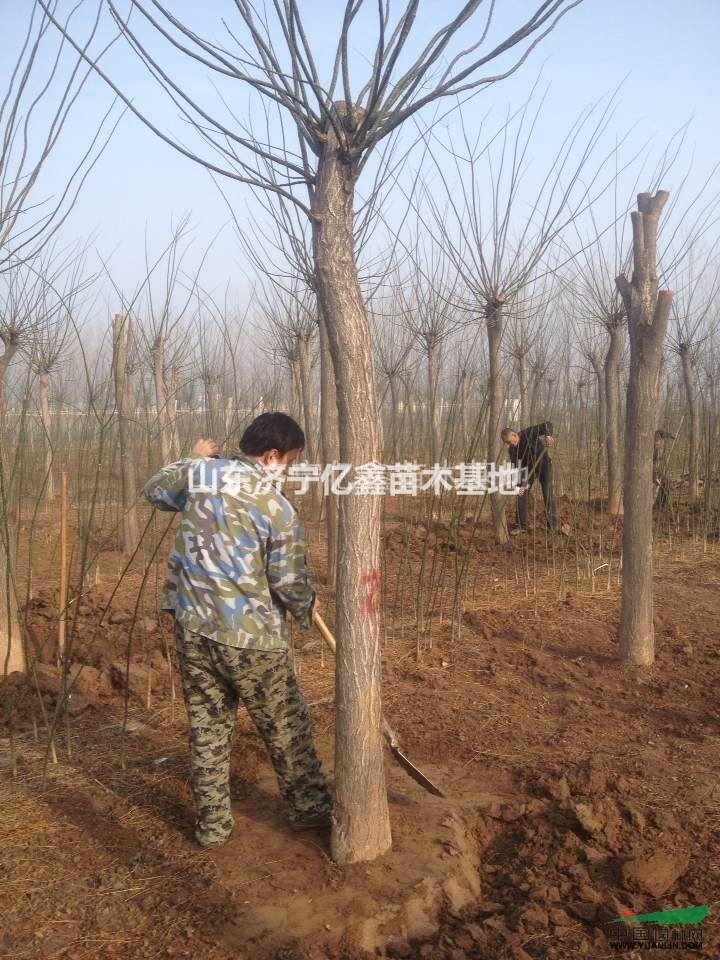 15公分二年冒一級(jí)樹國槐價(jià)格
