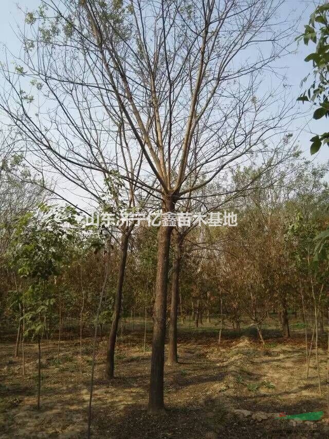 15公分二年冒一級(jí)樹國槐價(jià)格