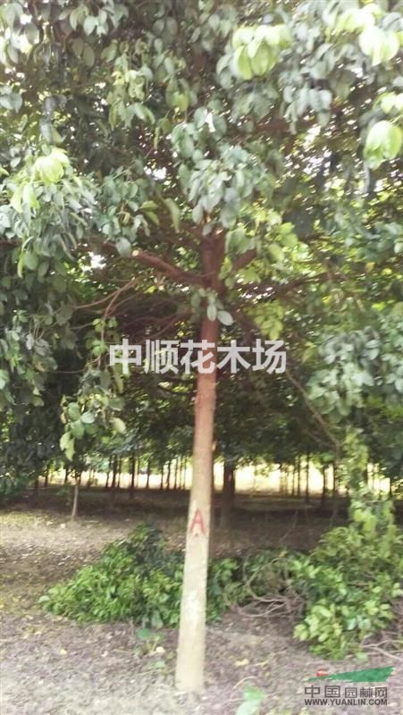 15分秋風(fēng)地苗