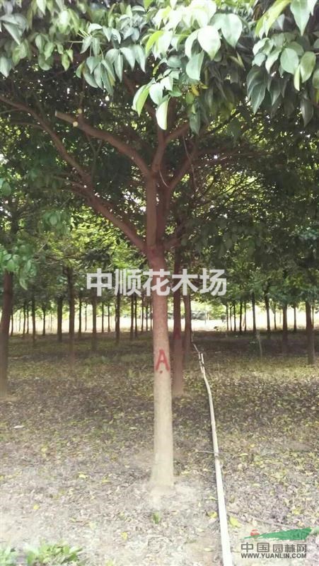 15分秋風(fēng)地苗