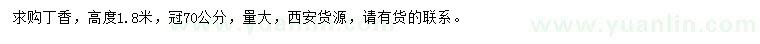 求購高1.8米丁香