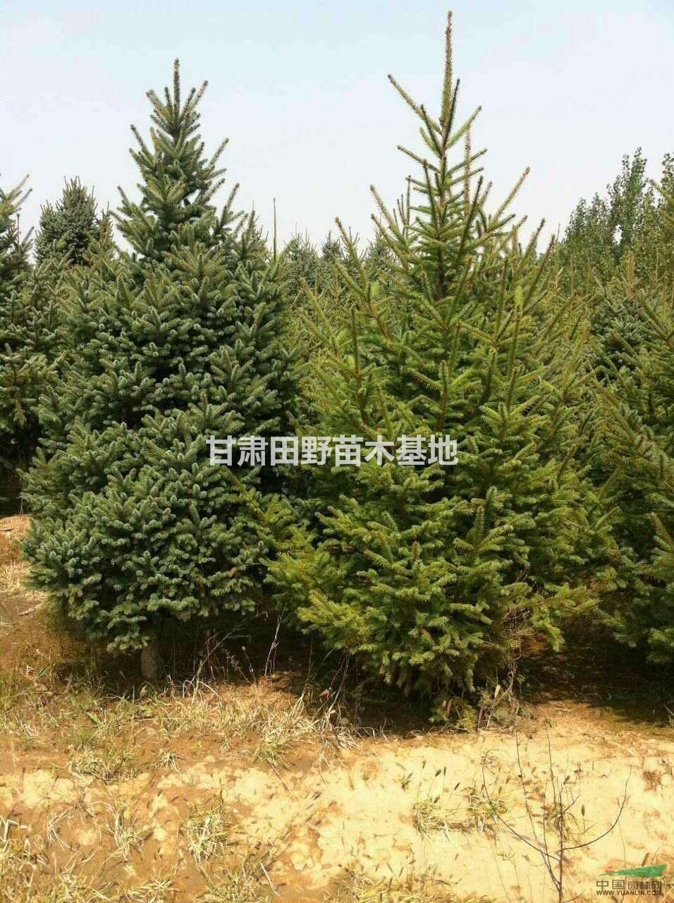 甘肅大規(guī)模供應(yīng)云杉