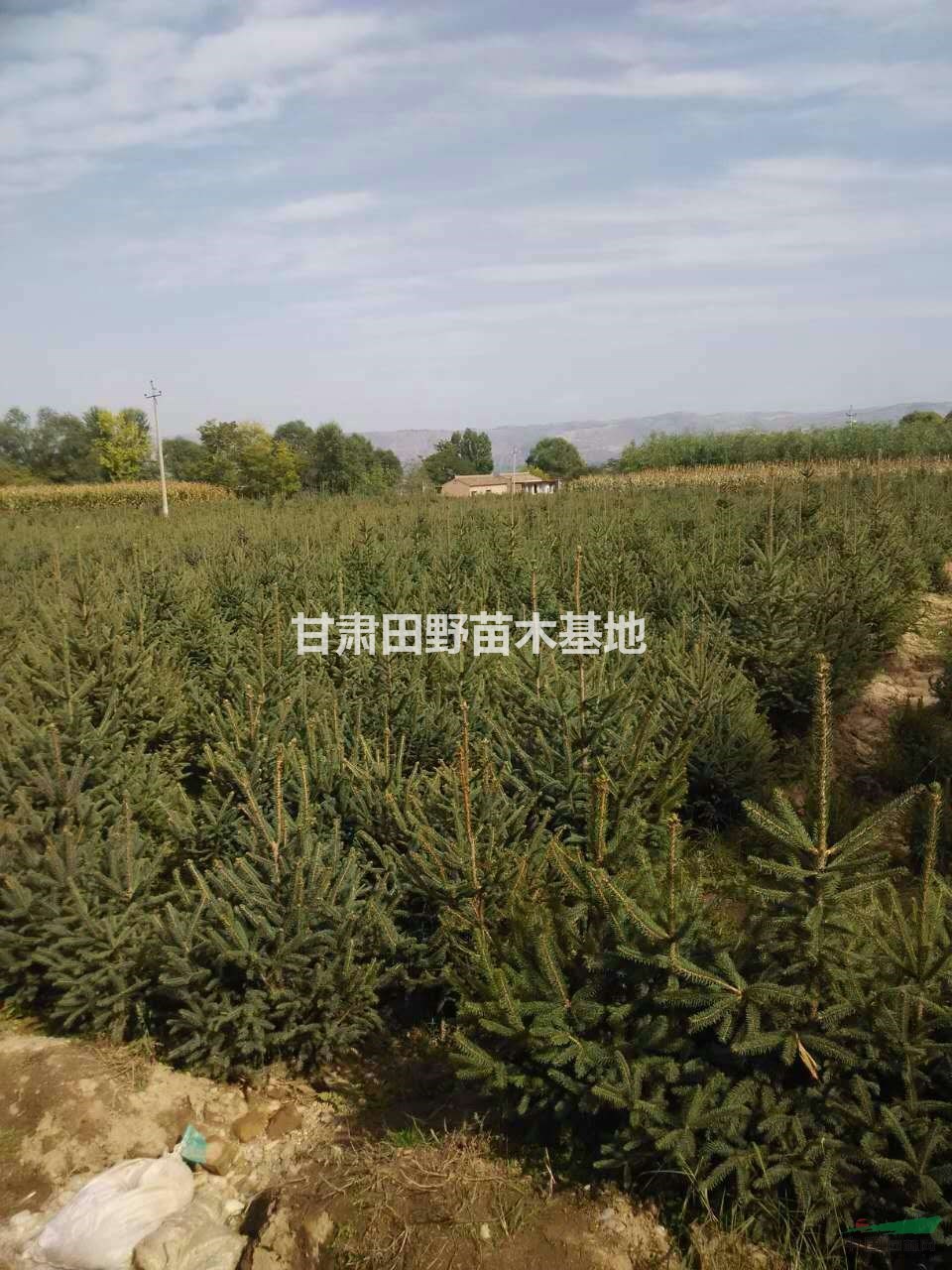 甘肅大規(guī)模供應(yīng)云杉