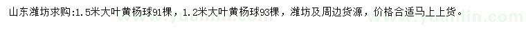 求購1.2、1.5米大葉黃楊球