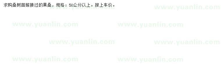 求購(gòu)50公分以上桑樹