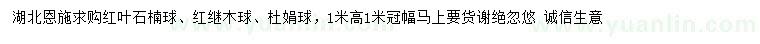 求購紅葉石楠球、紅繼木球、杜娟球