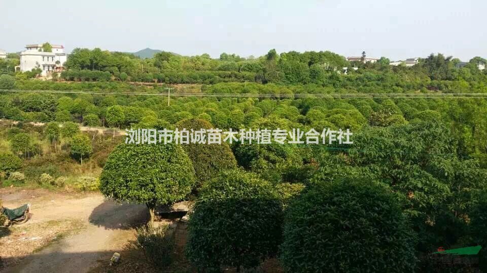 湖南桂花基地；桂花大樹；桂花批發(fā)，湖南桂花價(jià)格，桂花圖片