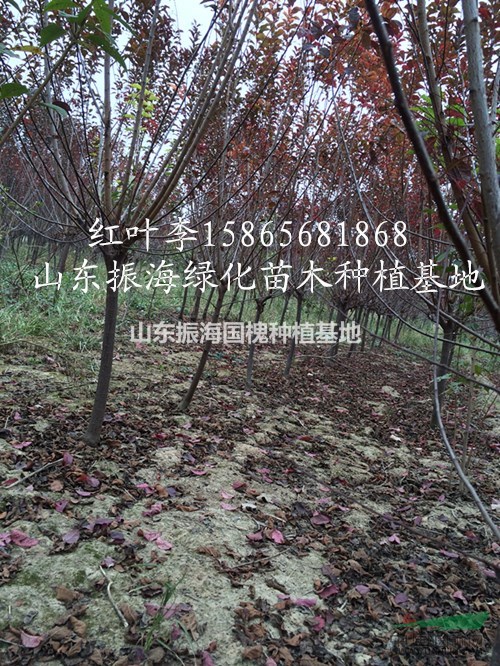 5-6公分紅葉李出售5000棵，嫁接點(diǎn)低 無病蟲害