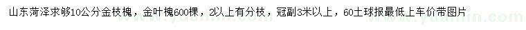 求購10公分金枝槐、金葉槐