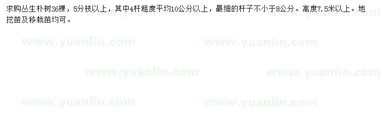 求購高7.5米以上叢生樸樹