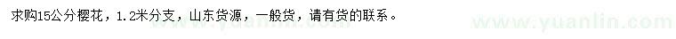 求購15公分櫻花