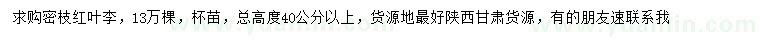 求購總高度40公分以上密枝紅葉李