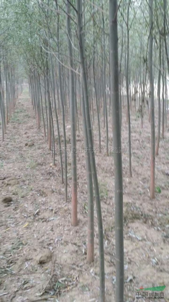 柳樹報(bào)價(jià)/遼寧柳樹報(bào)價(jià)