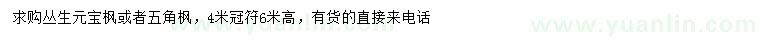 求購(gòu)叢生元寶楓、五角楓