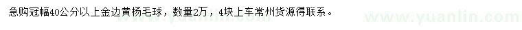 求購冠幅40公分以上金邊黃楊毛球