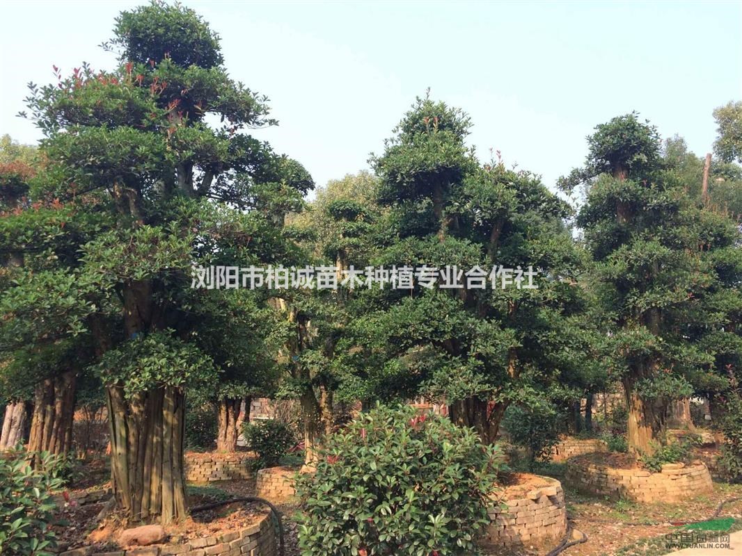 湖南欏木石楠；欏木石楠樁景，湖南造型欏木石楠價(jià)格